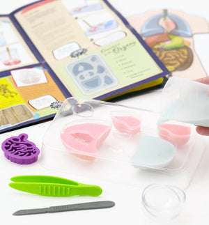 Gross Anatomy: Make Your Own Squishy Human Body - Thames & Kosmos