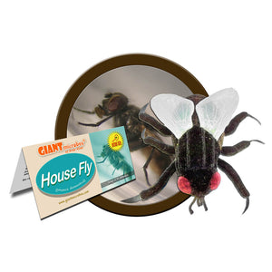 House Fly (Musca Domestica) Soft Toy - Giant Microbes