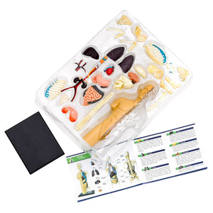 Human Body Anatomy Model - Thames & Kosmos