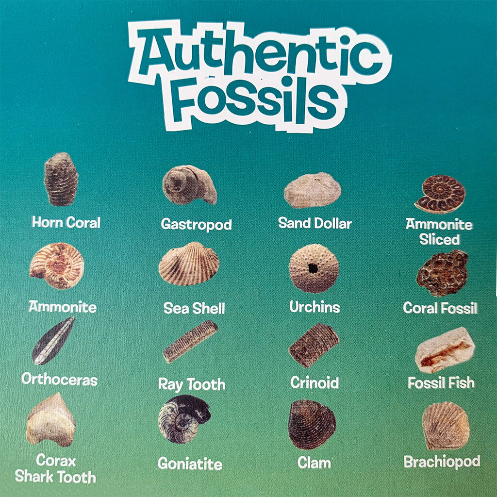 Authentic Fossils: Dig & Discover - Magnoidz