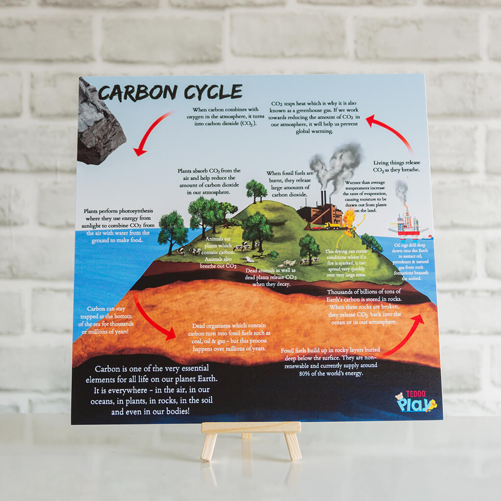 Carbon Cycle: Educational Learning Board - Teddo Play