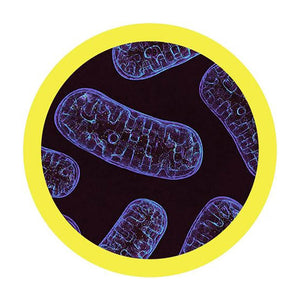 Mitochondria Soft Toy - Giant Microbes