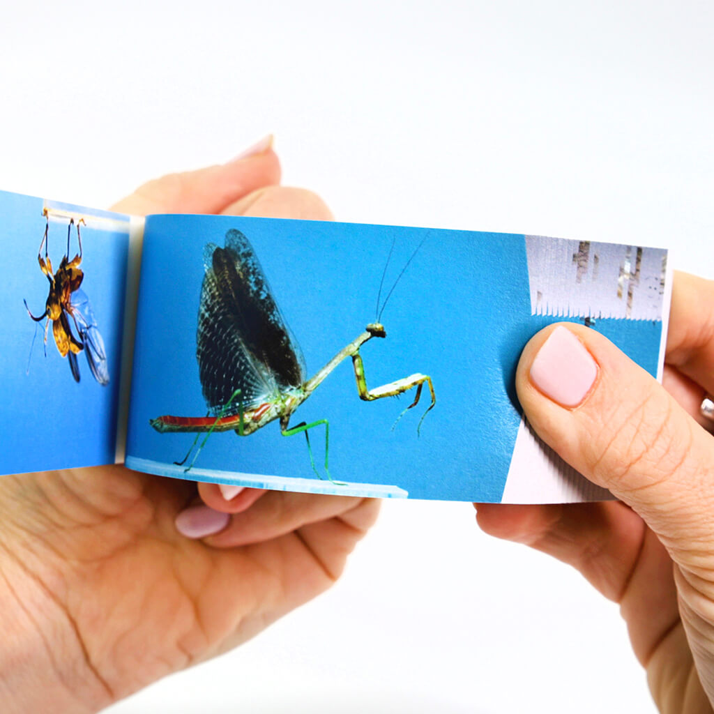 Motion in Nature Flipbook: Ant Lab Bundle - Flipboku