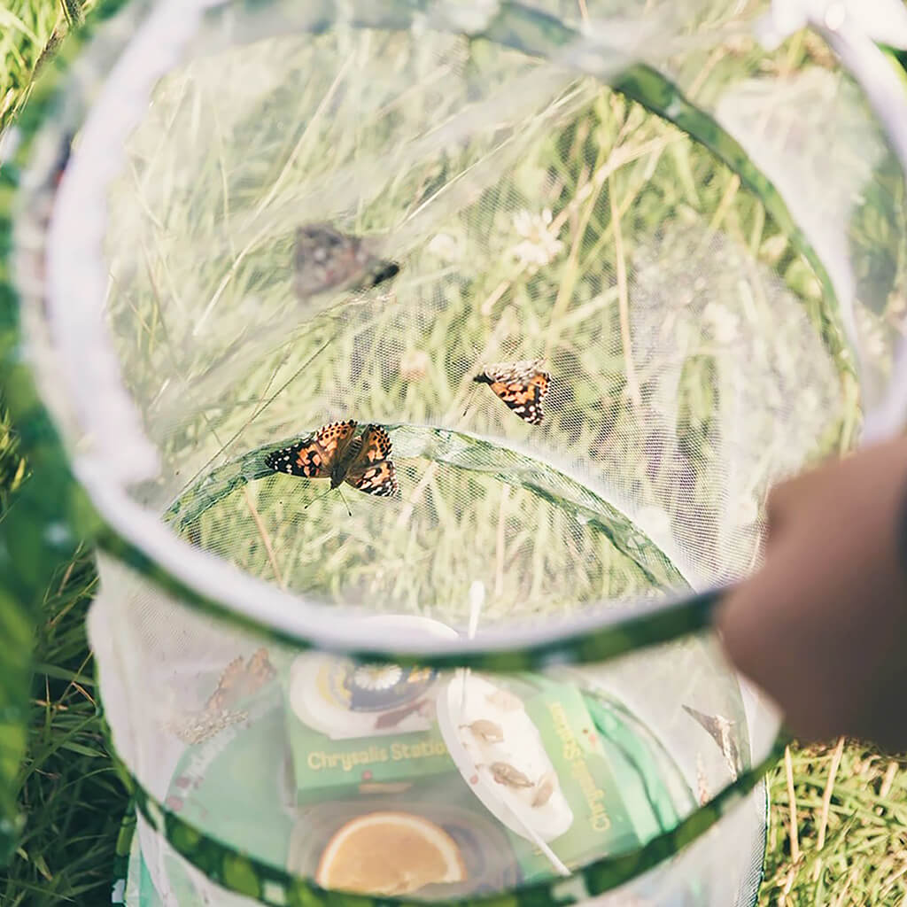 Butterfly Garden (with Voucher for Caterpillars) - Insect Lore