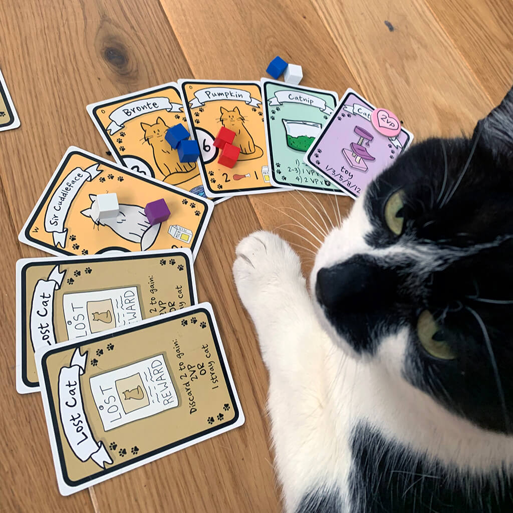 Feline Fun And Games photo