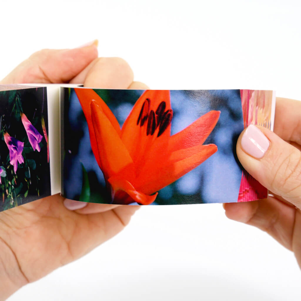 Flowers: A Motion in Nature Flipbook - Flipboku