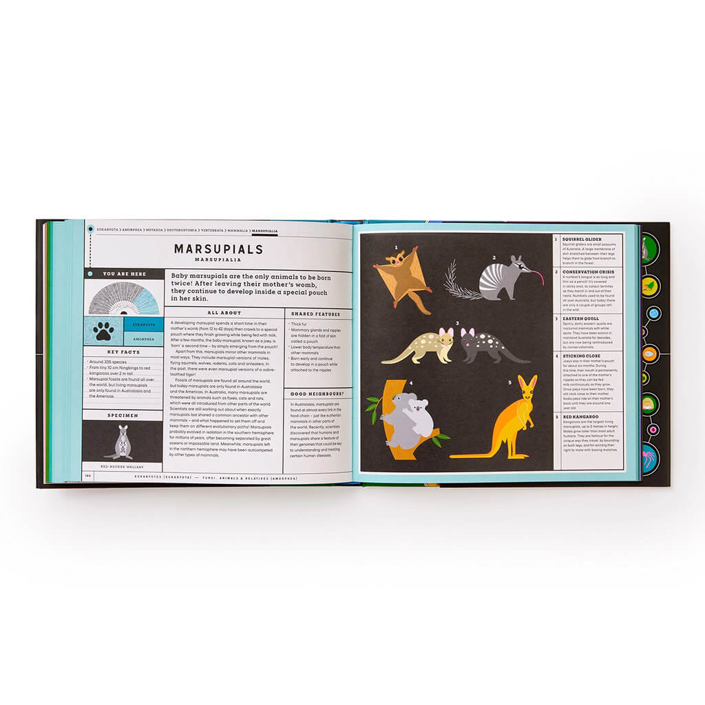 Full of Life: Exploring Earth's Biodiversity - Phaidon Press (Hardback)