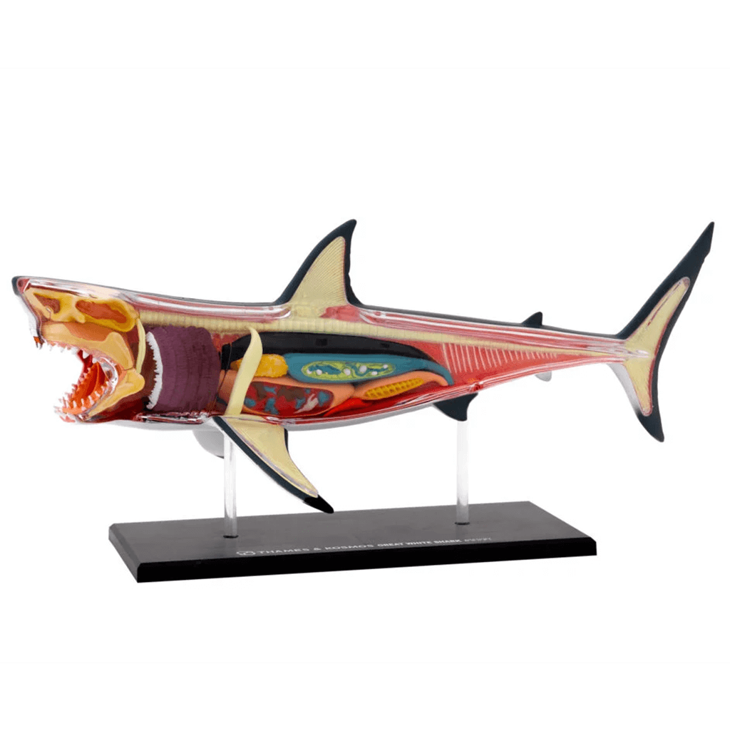 Nature Discovery Great White Shark Anatomy Kit - Thames & Kosmos