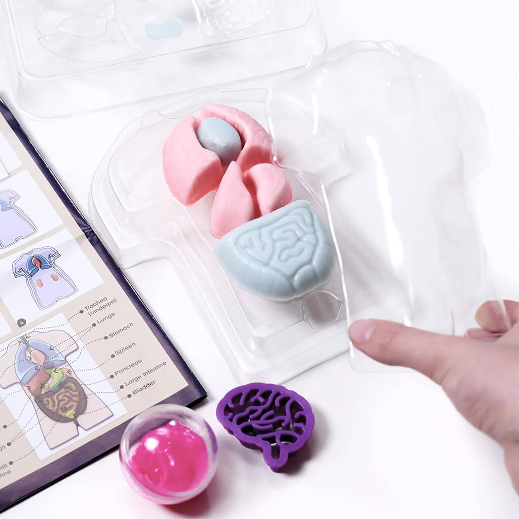 Gross Anatomy: Make Your Own Squishy Human Body - Thames & Kosmos
