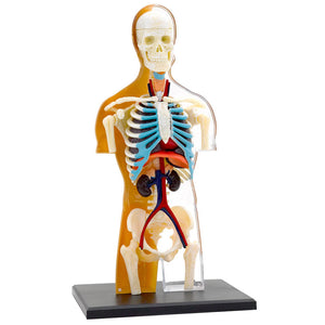 Human Body Anatomy Model - Thames & Kosmos