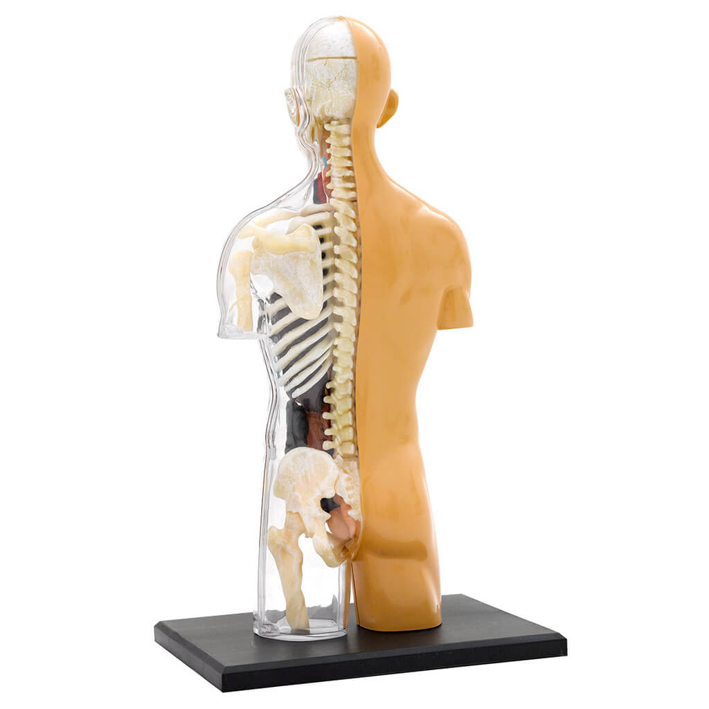 Human Body Anatomy Model - Thames & Kosmos