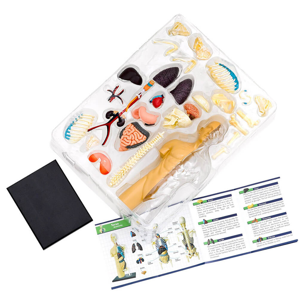 Human Body Anatomy Model - Thames & Kosmos