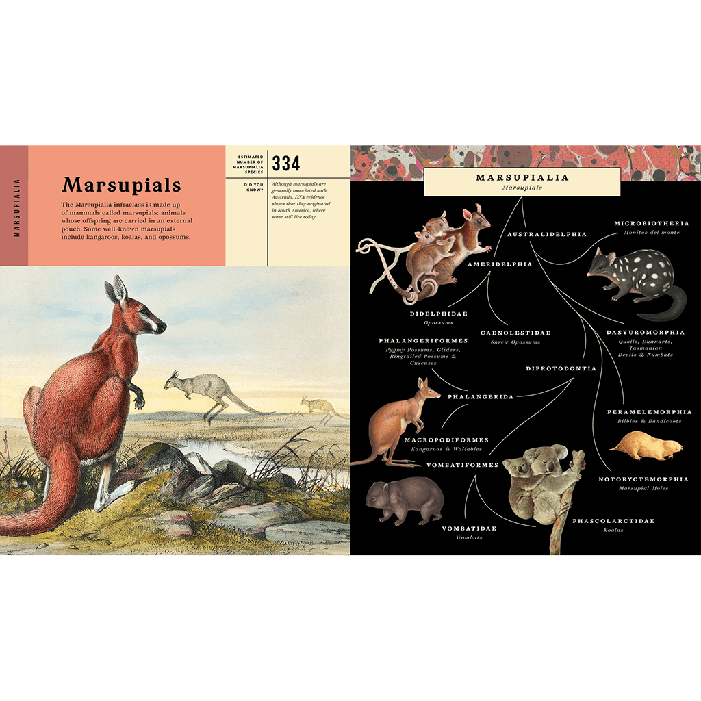Mammalia: An Illustrated Guide to the World of Mammals - Bushel & Peck Books (Hardback)
