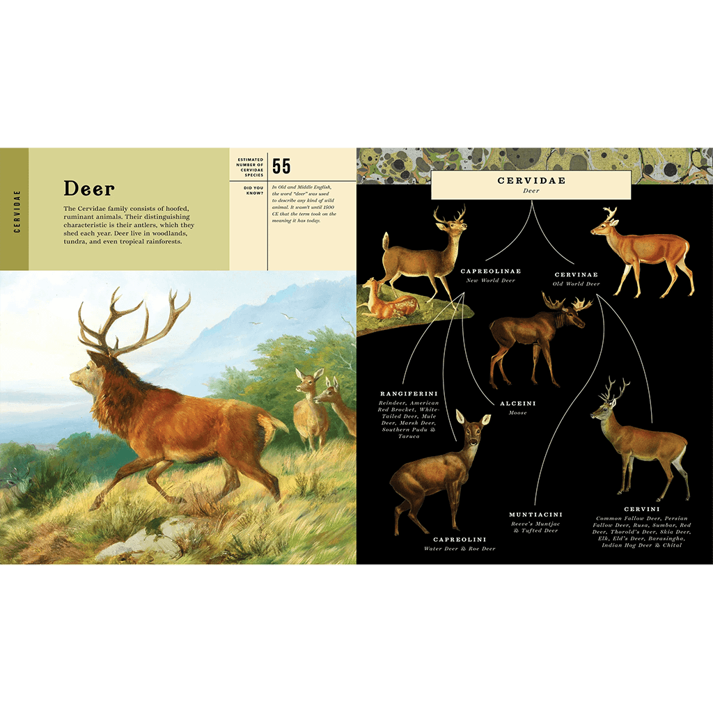 Mammalia: An Illustrated Guide to the World of Mammals - Bushel & Peck Books (Hardback)