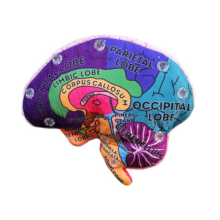 Brain Model Soft Toy - Giant Microbes