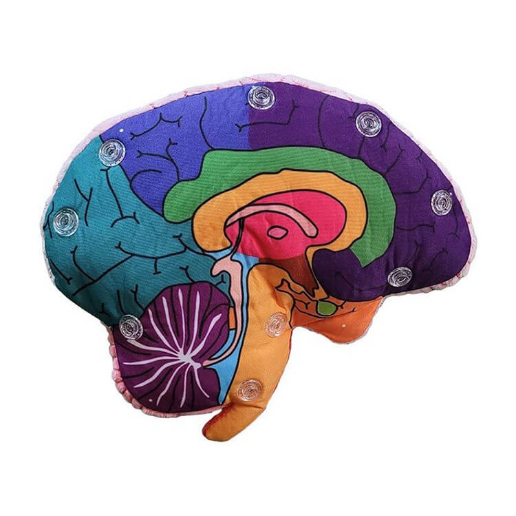 Brain Model Soft Toy - Giant Microbes
