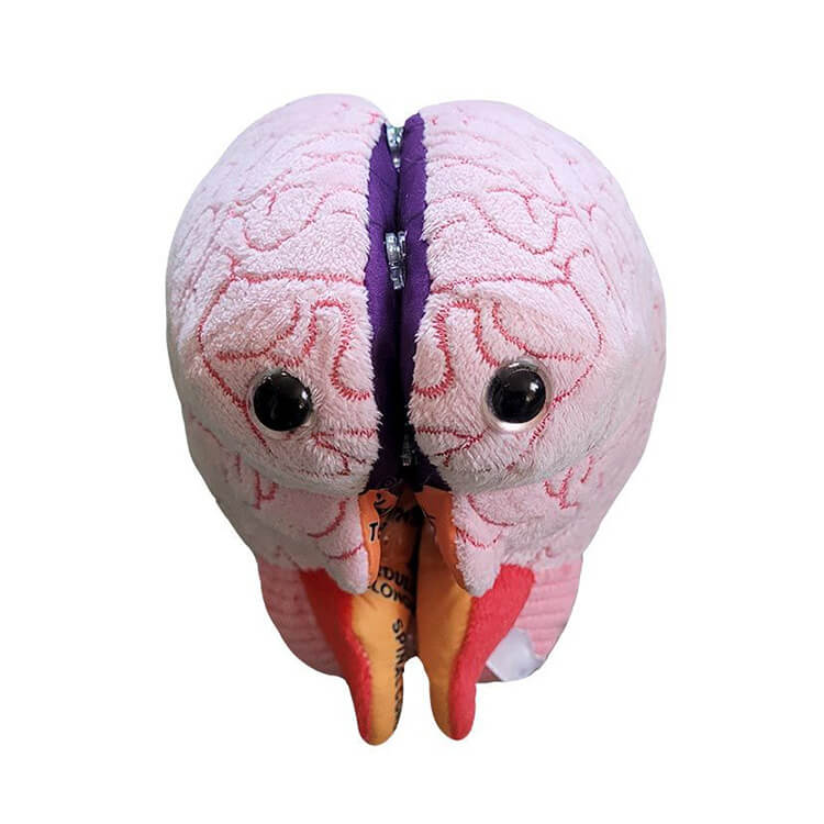 Brain Model Soft Toy - Giant Microbes