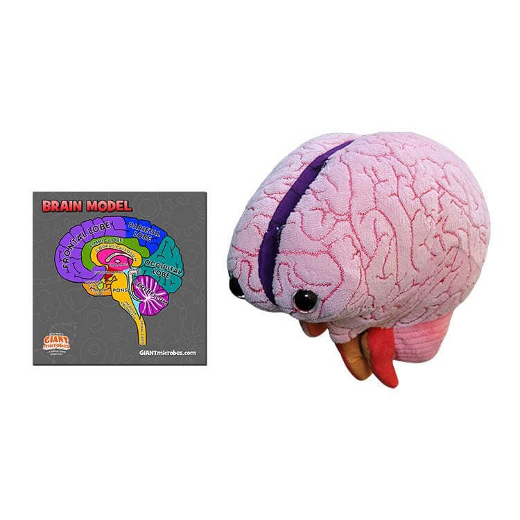 Brain Model Soft Toy - Giant Microbes