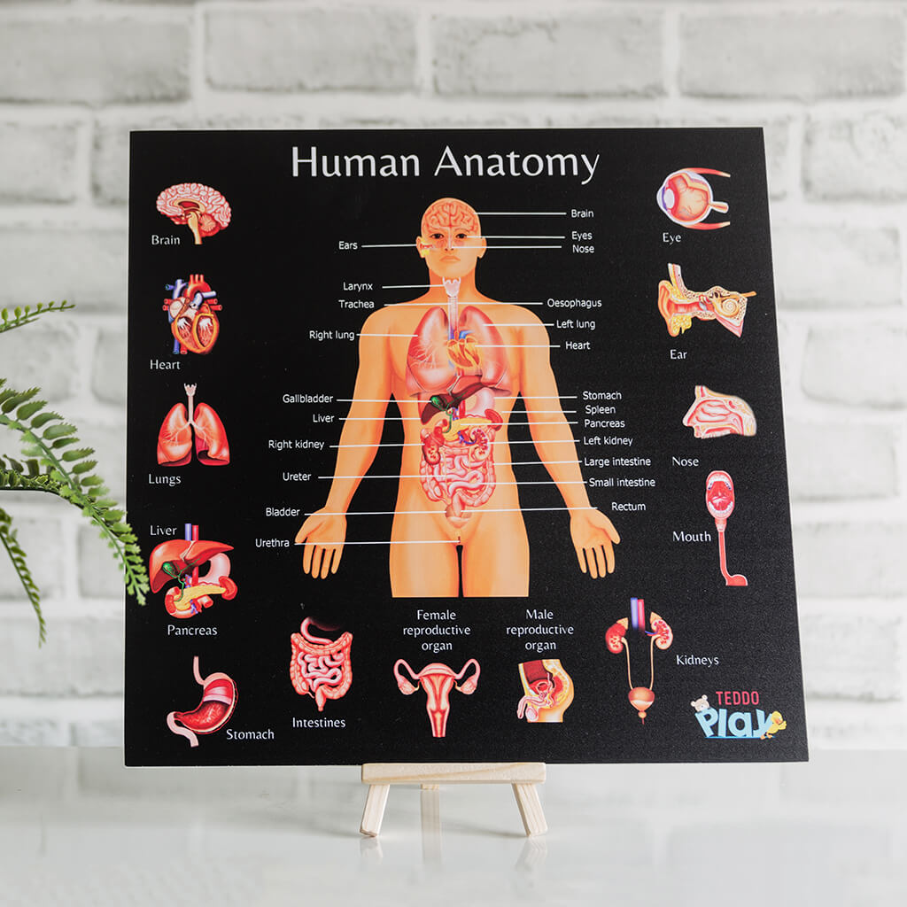 Human Anatomy: Educational Learning Board - Teddo Play