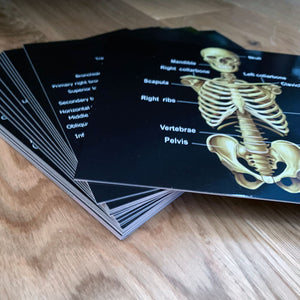 Human Anatomy Learning Cards - Teddo Play