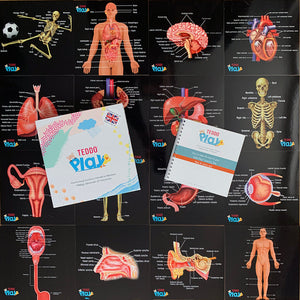 Human Anatomy Learning Cards - Teddo Play