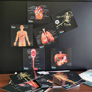 Human Anatomy Learning Cards - Teddo Play