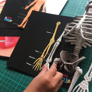 Human Anatomy Learning Cards - Teddo Play