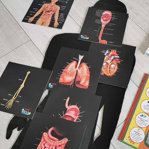 Human Anatomy Learning Cards - Teddo Play