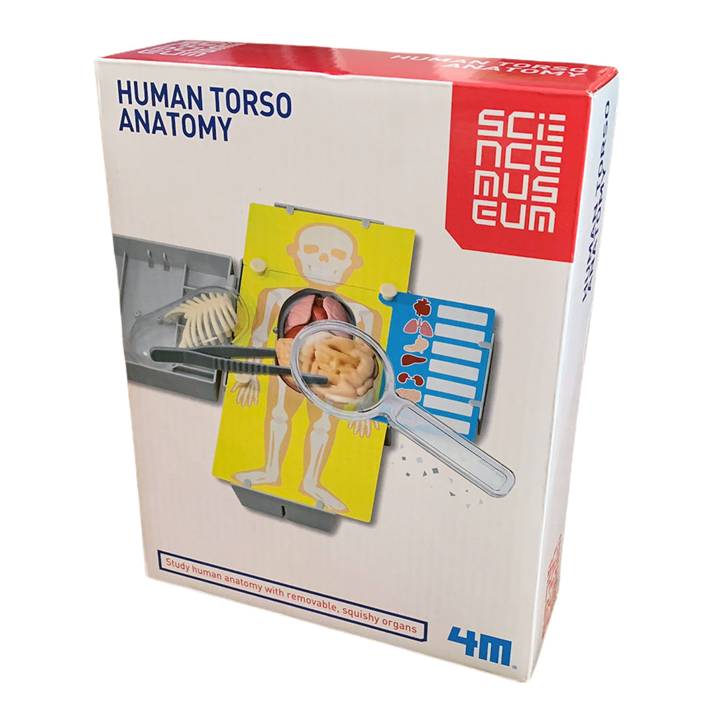 Science Museum Human Torso Anatomy Science Kit - Steam Rocket