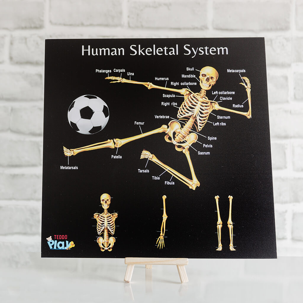 Human Skeletal System: Educational Learning Board - Teddo Play