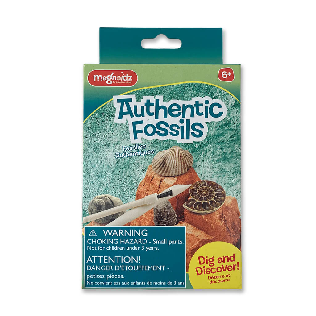 Magnoidz Authentic Fossils Dig Discover Steam Rocket Fun