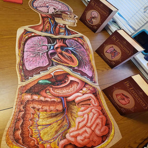 Dr Livingston's Anatomy 502-Piece Jigsaw Puzzle: The Human Abdomen - Genius Games
