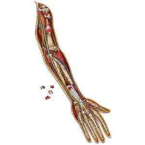 Dr Livingston's Anatomy 472-Piece Jigsaw Puzzle: The Human Left Arm - Genius Games