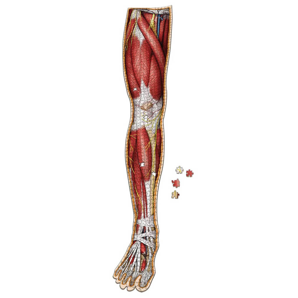 Dr Livingston's Anatomy 848-Piece Jigsaw Puzzle: The Human Right Leg - Genius Games