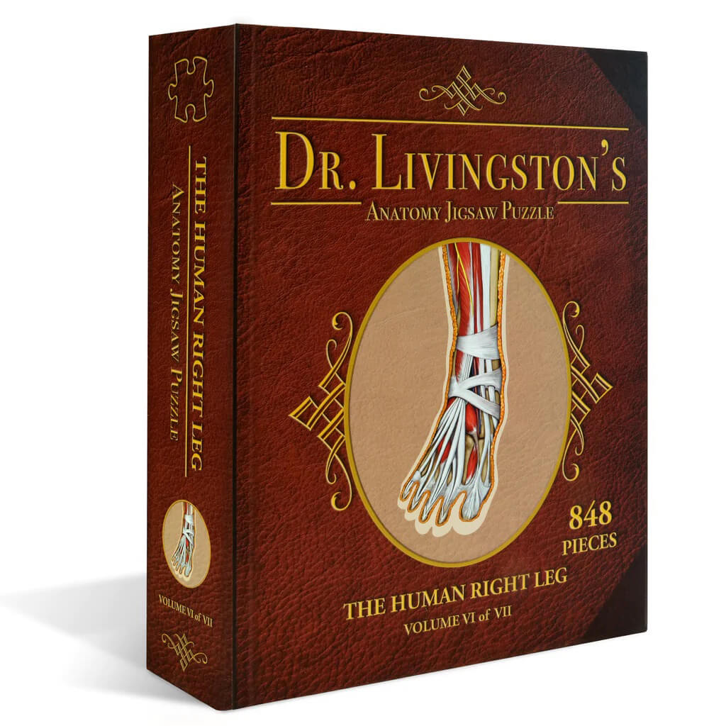 Dr Livingston's Anatomy 848-Piece Jigsaw Puzzle: The Human Right Leg - Genius Games