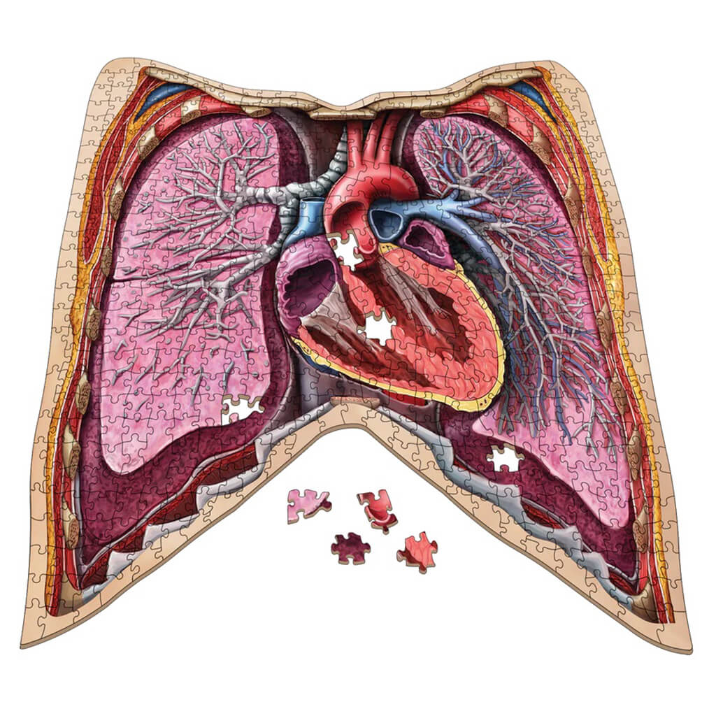 Dr Livingston's Anatomy 500-Piece Jigsaw Puzzle: The Human Thorax - Genius Games