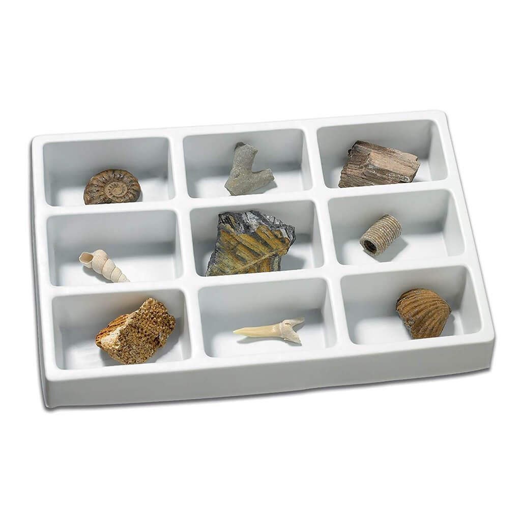 Fossils Collection - Educational Insights