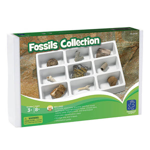 Fossils Collection - Educational Insights