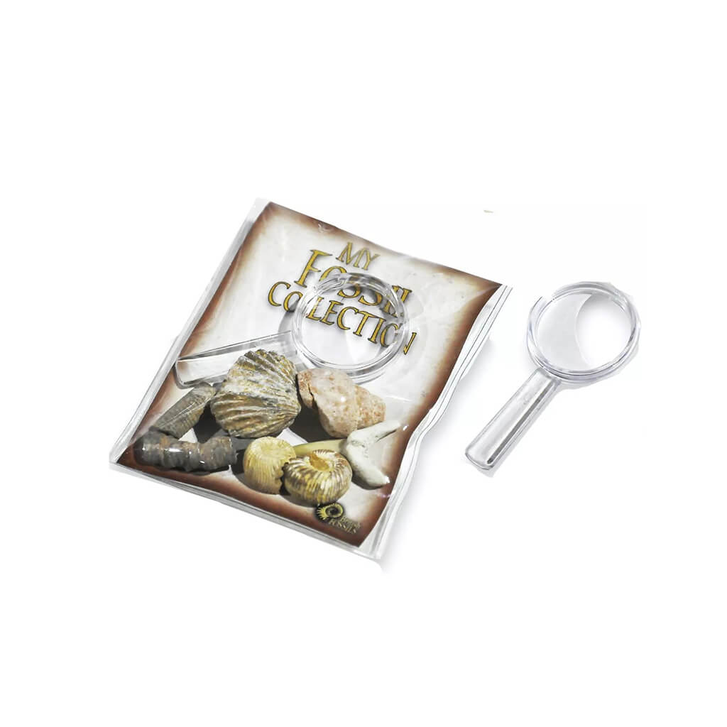 My Fossil Collection with Magnifier - British Fossils