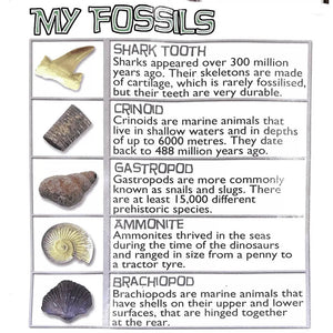 My Fossil Collection with Magnifier - British Fossils