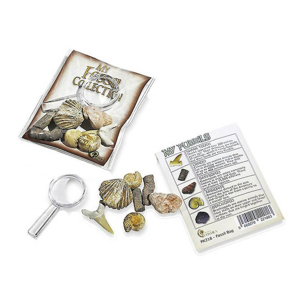 My Fossil Collection with Magnifier - British Fossils