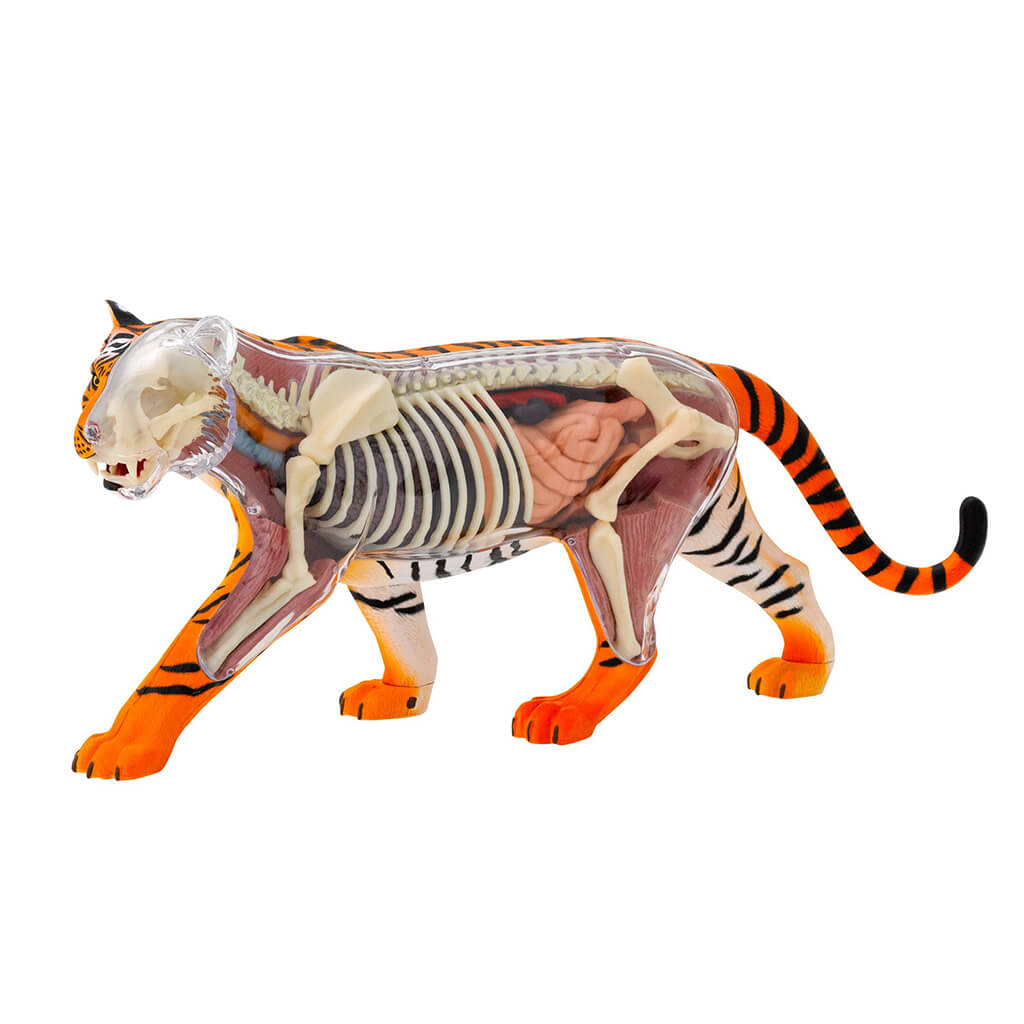 Nature Discovery Tiger Anatomy Kit - Steam Rocket