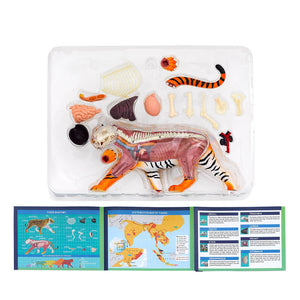 Nature Discovery Tiger Anatomy Kit - Steam Rocket