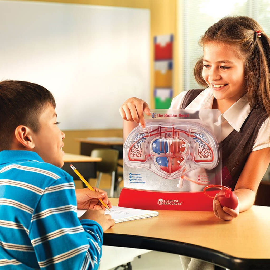 Pumping Heart Model - Steam Rocket