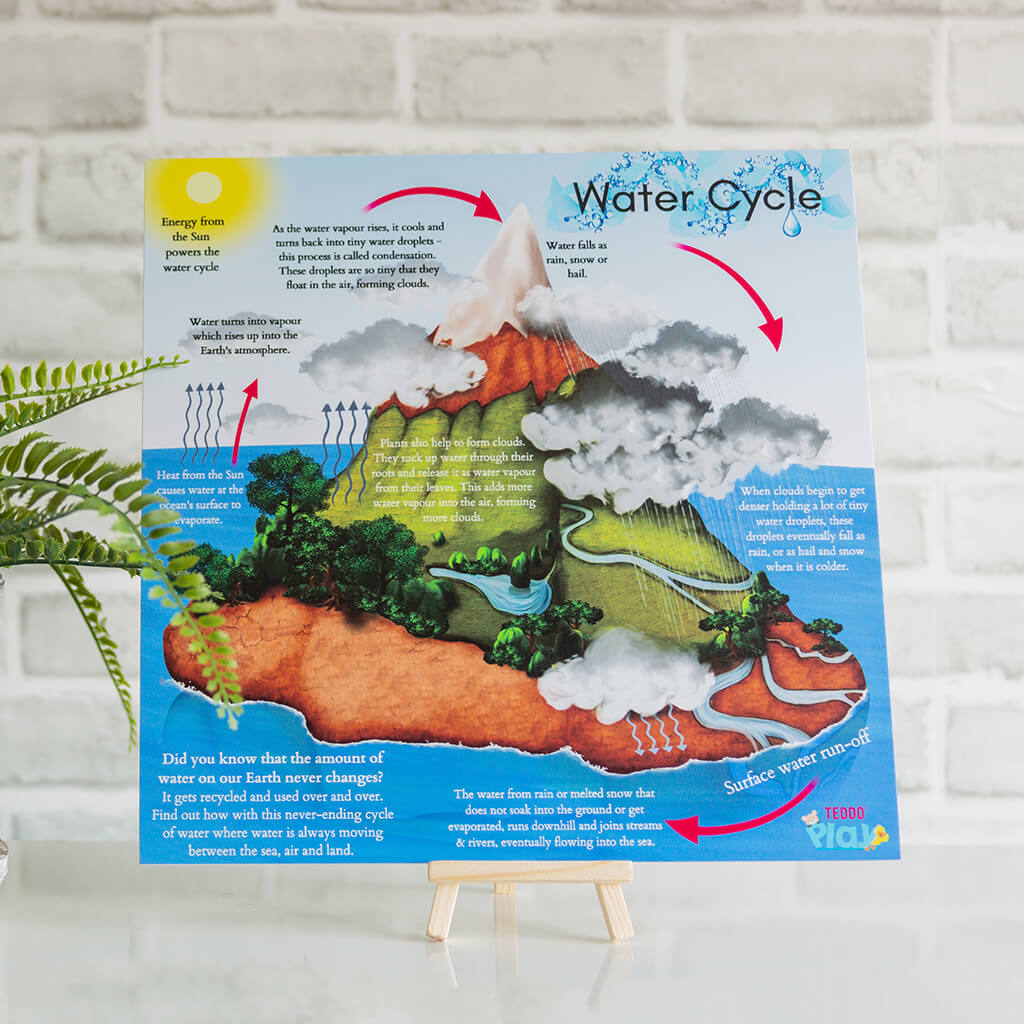 Water Cycle: Educational Learning Board - Teddo Play